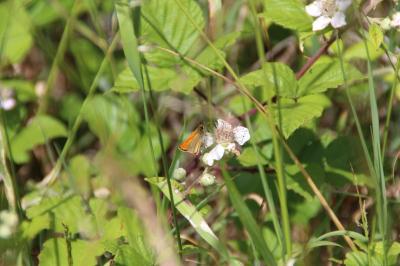 <i>Thymelicus sylvestris</i>