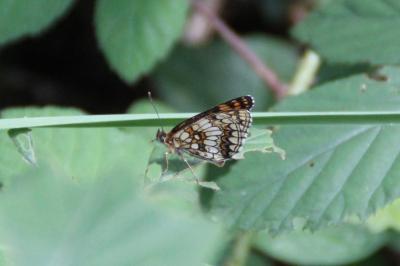 <i>Melitaea athalia</i>