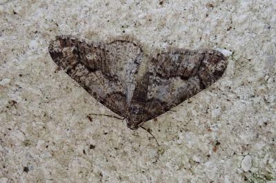<i>Agriopis leucophaearia</i>