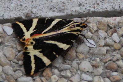 <i>Euplagia quadripunctaria</i>