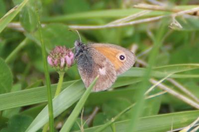 <i>Coenonympha pamphilus</i>