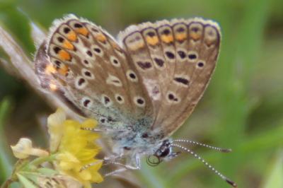 <i>Polyommatus icarus</i>