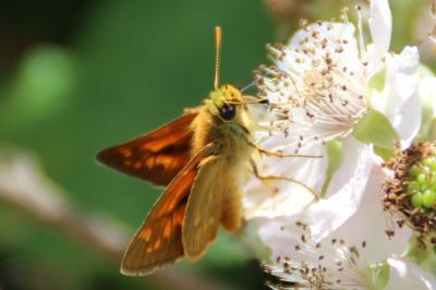 <i>Ochlodes sylvanus</i>