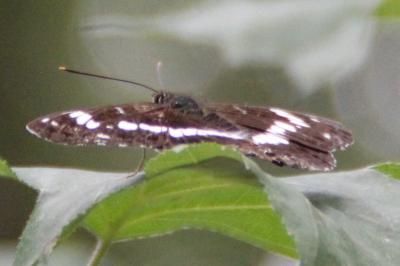 <i>Limenitis camilla</i>