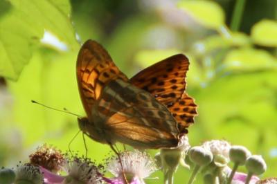 <i>Argynnis paphia</i>