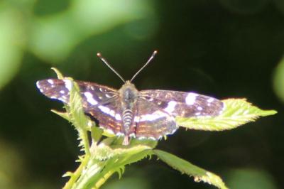 <i>Araschnia levana</i>