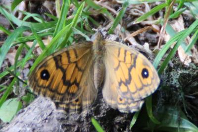 <i>Lasiommata megera</i>