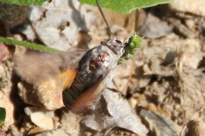 <i>Macroglossum stellatarum</i>