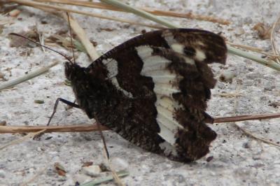 <i>Brintesia circe</i>