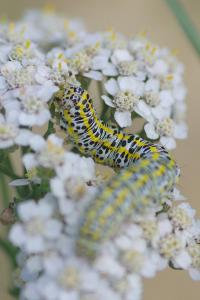 <i>Cucullia tanaceti</i>