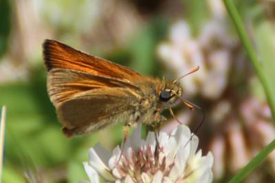 <i>Thymelicus sylvestris</i>