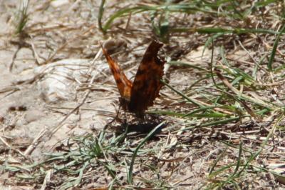 <i>Polygonia c-album</i>
