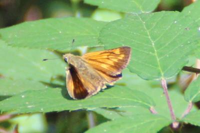 <i>Ochlodes sylvanus</i>
