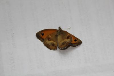 <i>Pyronia tithonus</i>