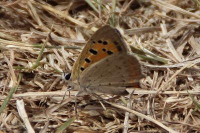 <i>Lycaena phlaeas</i>