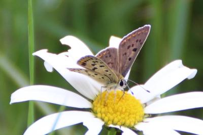 <i>Lycaena tityrus</i>