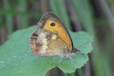 <i>Pyronia tithonus</i>