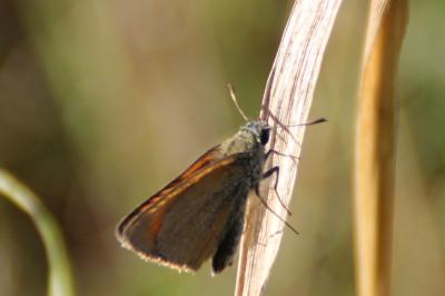 <i>Thymelicus sylvestris</i>