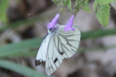 <i>Pieris napi</i>
