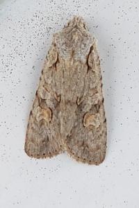 <i>Lithophane ornitopus</i>
