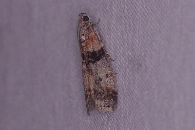 <i>Sciota rhenella</i>