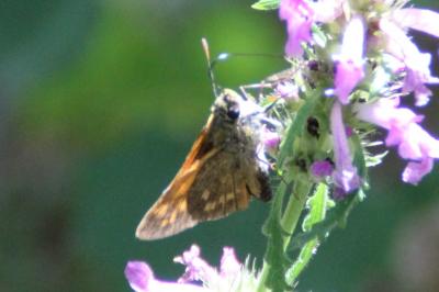<i>Ochlodes sylvanus</i>