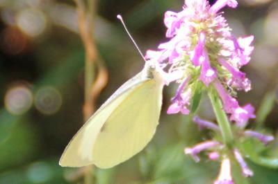 <i>Pieris brassicae</i>