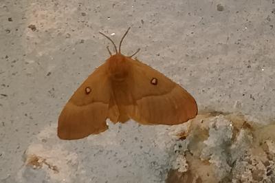 <i>Lasiocampa quercus</i>