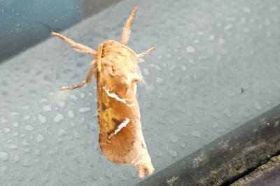 <i>Triodia sylvina</i>