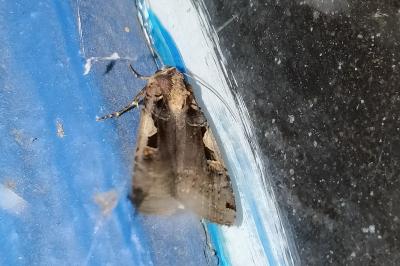 <i>Xestia c-nigrum</i>