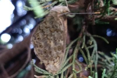 <i>Lasiommata megera</i>