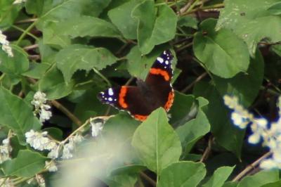 <i>Vanessa atalanta</i>