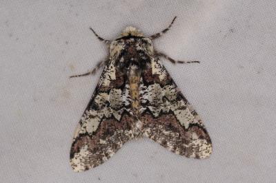 <i>Biston strataria</i>