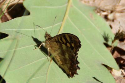 <i>Pararge aegeria</i>