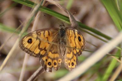 <i>Lasiommata megera</i>