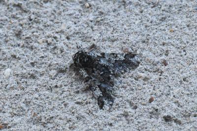 <i>Biston strataria</i>