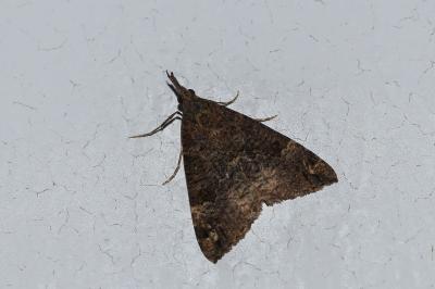 <i>Hypena obsitalis</i>