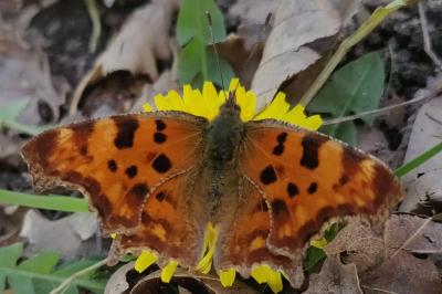 <i>Polygonia c-album</i>