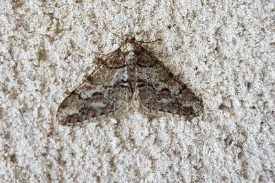 <i>Agriopis leucophaearia</i>