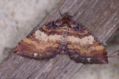 <i>Earophila badiata</i>