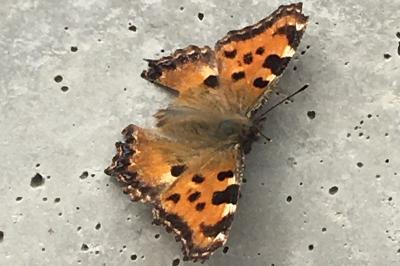 <i>Nymphalis polychloros</i>