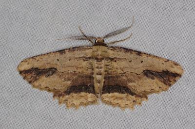 <i>Menophra abruptaria</i>