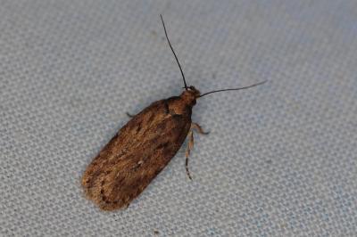 <i>Depressaria albipunctella</i>