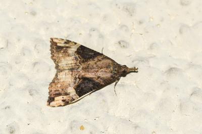 <i>Hypena obsitalis</i>