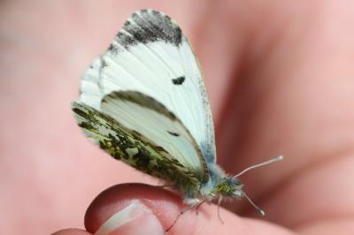 <i>Anthocharis cardamines</i>
