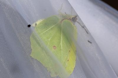 <i>Gonepteryx rhamni</i>