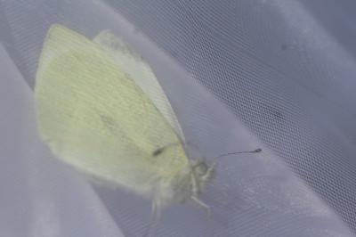 <i>Pieris rapae</i>