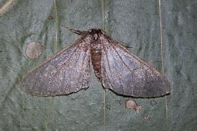 <i>Cryopega bajaria</i>