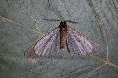 <i>Cryopega bajaria</i>