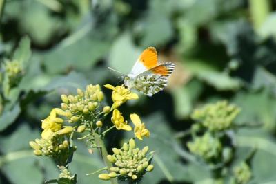 <i>Anthocharis cardamines</i>